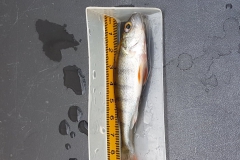 e-fischen_02